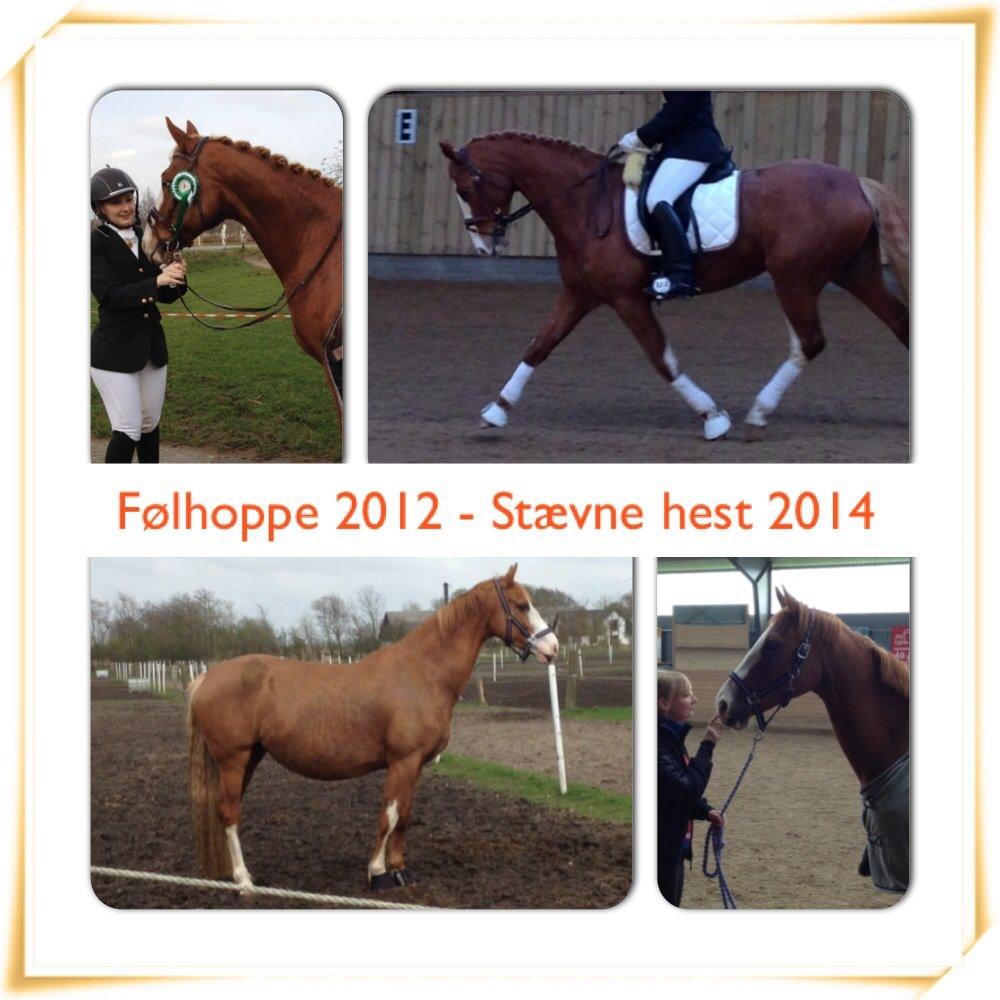 Dansk Varmblod Spanggaards De Fascinacion billede 12