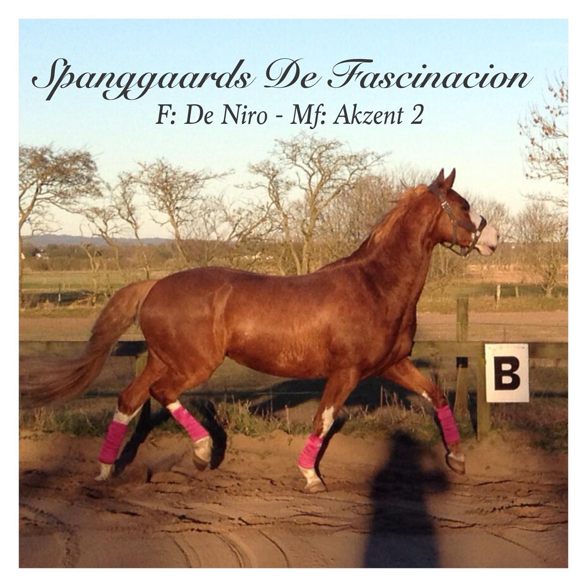 Dansk Varmblod Spanggaards De Fascinacion billede 13