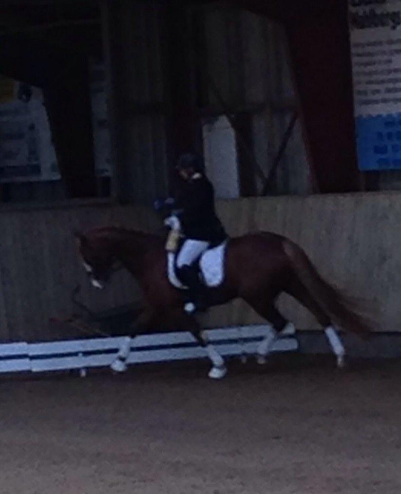 Dansk Varmblod Spanggaards De Fascinacion billede 14