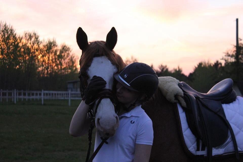 Dansk Varmblod Spanggaards De Fascinacion billede 15