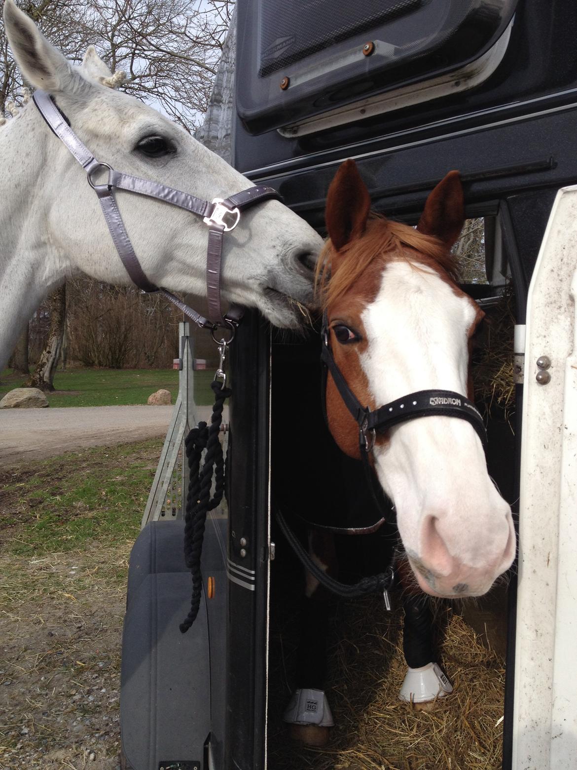 Dansk Varmblod Spanggaards De Fascinacion billede 16