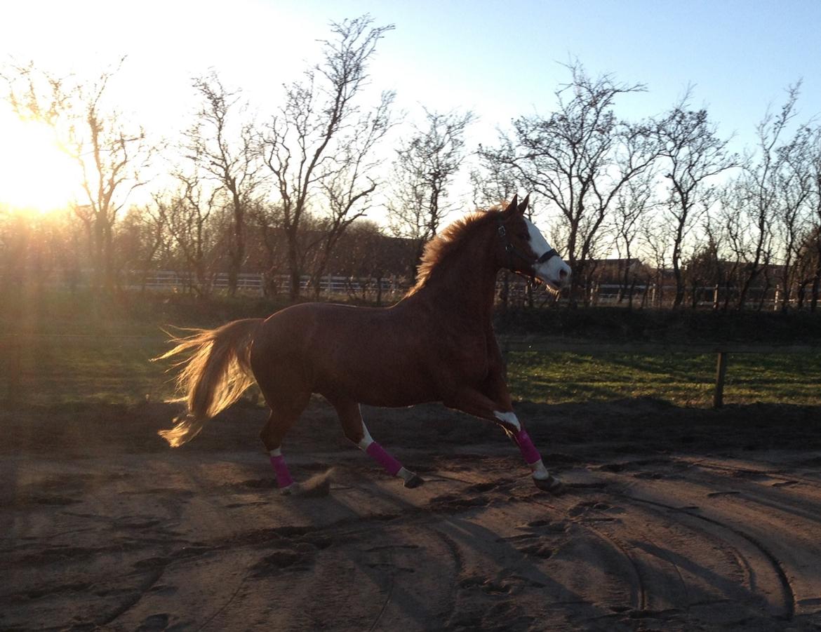 Dansk Varmblod Spanggaards De Fascinacion billede 17