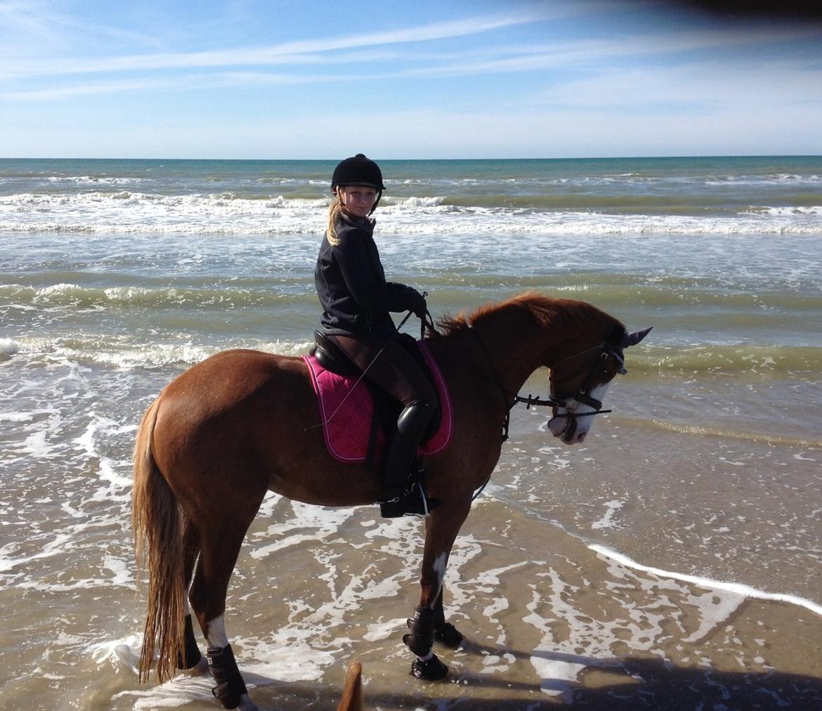 Dansk Varmblod Spanggaards De Fascinacion billede 18