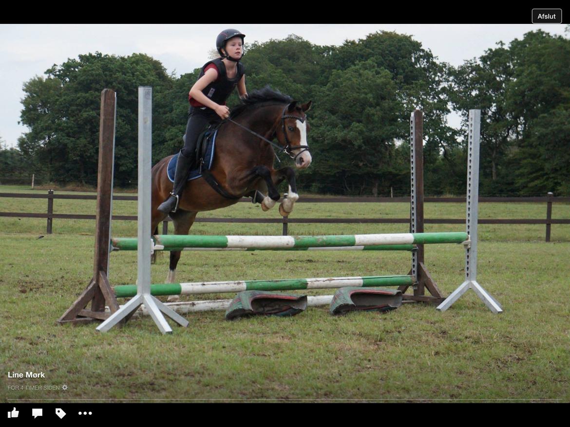 Welsh Pony (sec B) Korreborgs Mateus billede 23
