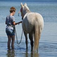 Welsh Partbred (Sec F) Fjordvangens Evian