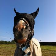 Hollandsk Sportspony Nando