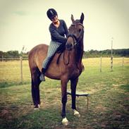 Tysk Oldenburger Holtegårdens Sgt. Pepper