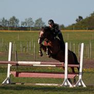Irsk Sportspony Knockcullen Lass | B-pony |