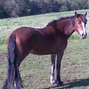 Welsh Cob (sec D) Kildegaards Nina