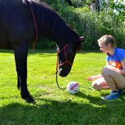Anden særlig race | Dominique
