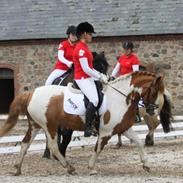 Pinto / haflinger indiana jones