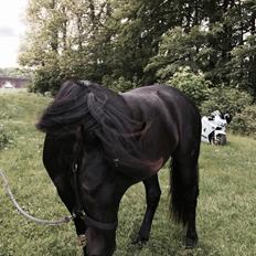 Anden særlig race Afrodite