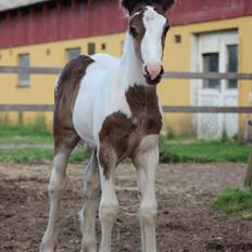 Irish Cob Nautrup's Luna Rosba