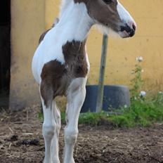 Irish Cob Nautrup's Luna Rosba