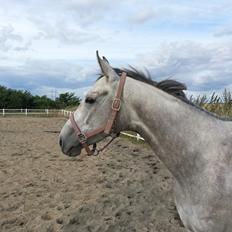 Fuldblod (XX) Mad Men