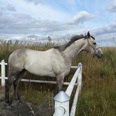 Fuldblod (XX) Mad Men