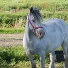 Irish Cob Rosaria