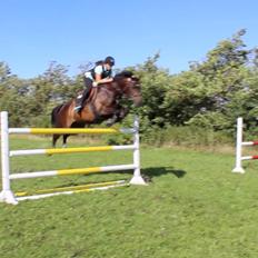 Anden særlig race Pondus