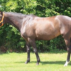 Trakehner Beautyful Diva