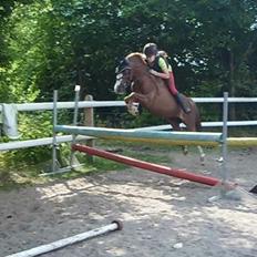 Welsh Mountain (sec A) Coverland's Athena