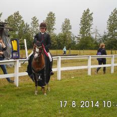 Welsh Mountain (sec A) Coverland's Athena