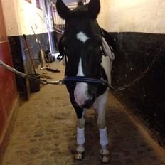 Hollandsk Sportspony Tarzan