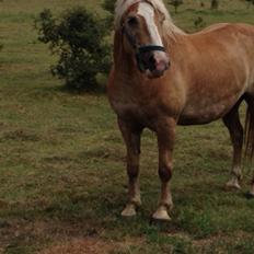 Tyroler Haflinger Bamse