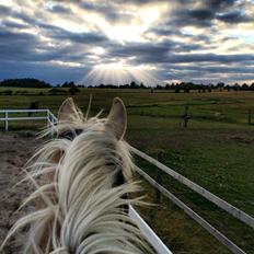 Palomino Mr. Spirit Minded