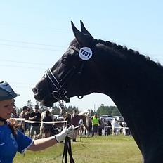Sportsaraber (A) BS Laschano