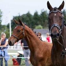 Anglo Araber (AA) Hostess