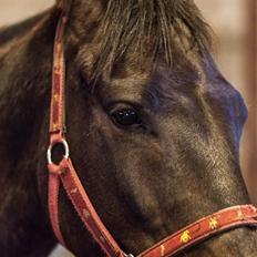 Anden særlig race Balzerlunds Little Secret