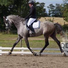 Anden særlig race Simpson