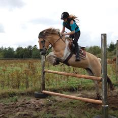 Anden særlig race Salt And Pepper SOLGT TIL SVERIGE