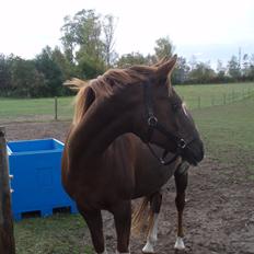 Welsh Partbred (Sec F) Fleur (Pony) [Himmelhest]