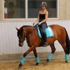 Anden særlig race Sun Dance