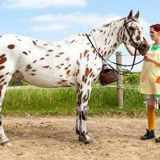 Appaloosa Santuti R.I.P
