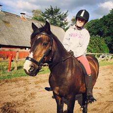 New Forest Kroghøjs Tango. 