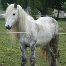 Irish Cob Josie