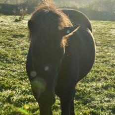 Islænder Dimma fra Kringlan
