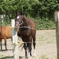 Anden særlig race • S.G.S. MISS BROWN •