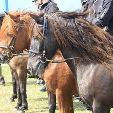 Islænder Þorri fra Oren