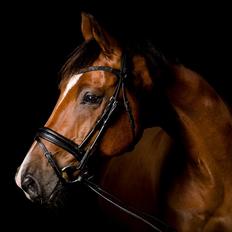 Dansk Varmblod D'Niemann-Sølyst [Himmelhest]