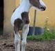 Irish Cob Nautrup's Luna Rosba