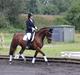 Dansk Varmblod Beauty