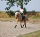 Tysk Sportspony Golden Dream