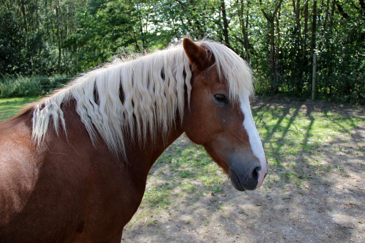 Islænder Elja af skovbogaard (Himmelhest) billede 5