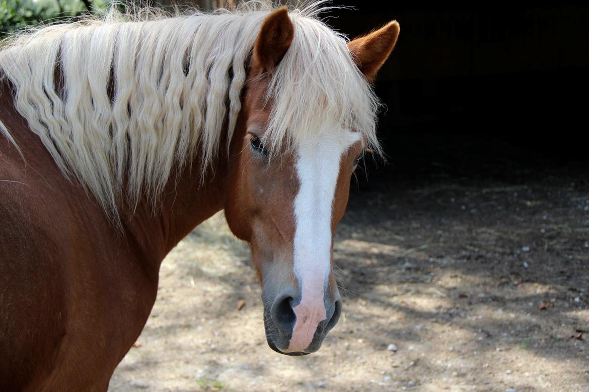 Islænder Elja af skovbogaard (Himmelhest) billede 1