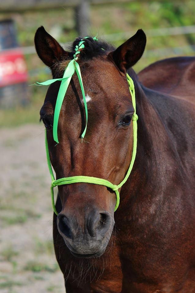 Shetlænder Sofus billede 27