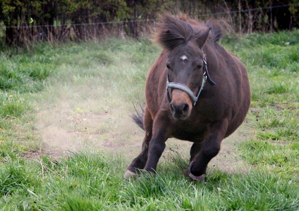 Shetlænder Sofus billede 14