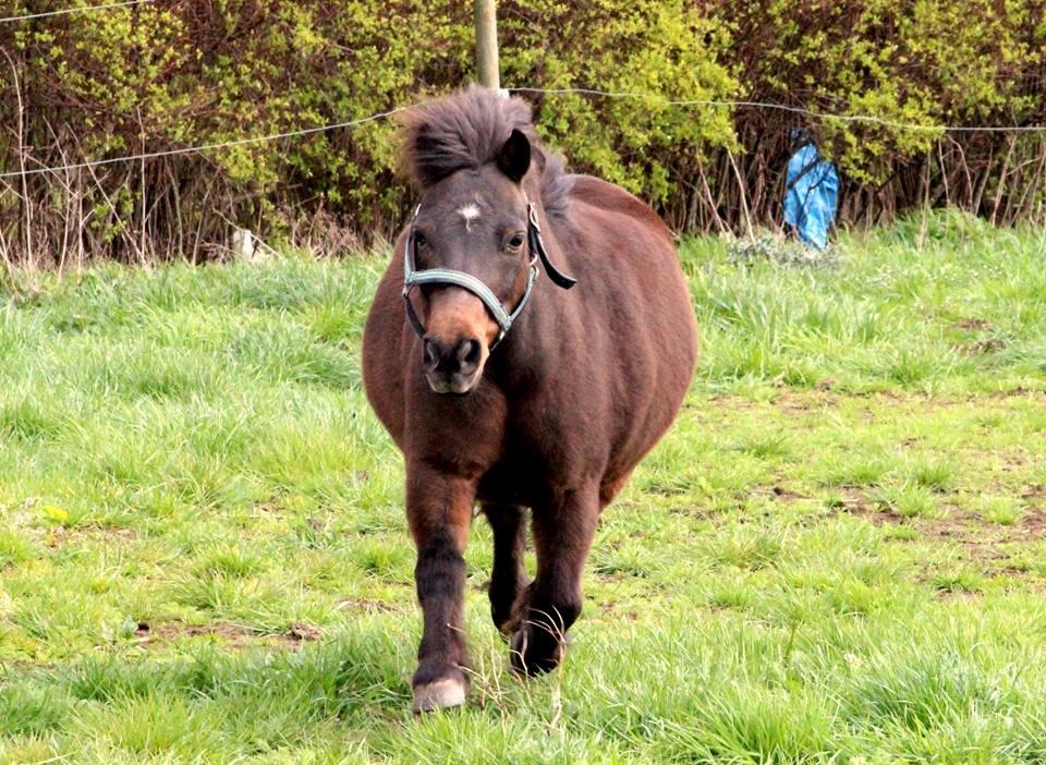 Shetlænder Sofus billede 33